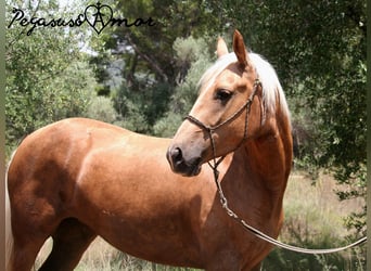 Andalou, Jument, 4 Ans, 153 cm, Palomino