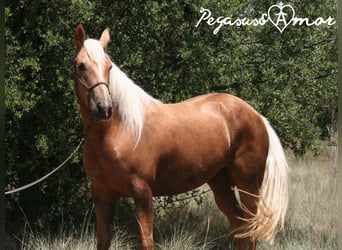 Andalou, Jument, 4 Ans, 153 cm, Palomino