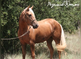 Andalou, Jument, 4 Ans, 153 cm, Palomino