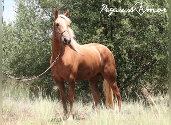Andalou, Jument, 4 Ans, 153 cm, Palomino