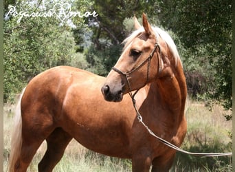 Andalou, Jument, 4 Ans, 153 cm, Palomino