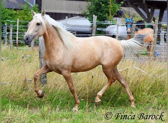 Andalou, Jument, 4 Ans, 153 cm, Palomino