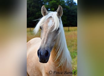 Andalou, Jument, 4 Ans, 153 cm, Palomino