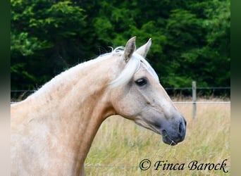 Andalou, Jument, 4 Ans, 153 cm, Palomino