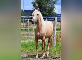 Andalou, Jument, 4 Ans, 153 cm, Palomino