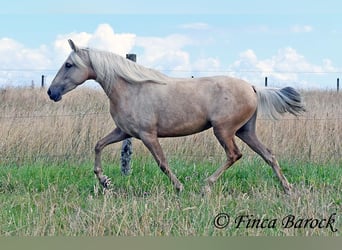 Andalou, Jument, 4 Ans, 153 cm, Palomino