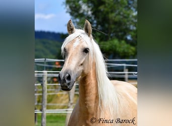 Andalou, Jument, 4 Ans, 153 cm, Palomino