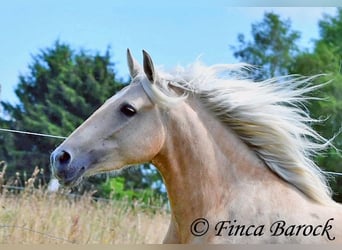 Andalou, Jument, 4 Ans, 153 cm, Palomino