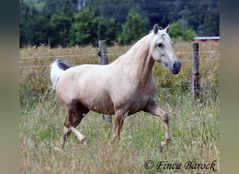 Andalou, Jument, 4 Ans, 153 cm, Palomino