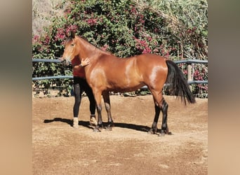 Andalou, Jument, 4 Ans, 154 cm, Bai