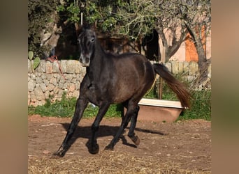 Andalou, Jument, 4 Ans, 154 cm, Gris