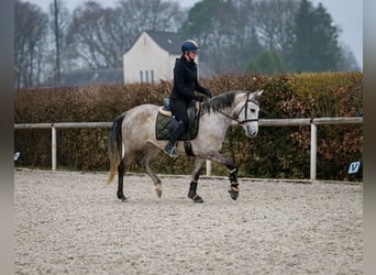 Andalou, Jument, 4 Ans, 154 cm, Gris