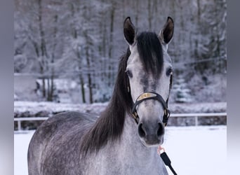 Andalou, Jument, 4 Ans, 155 cm, Gris pommelé