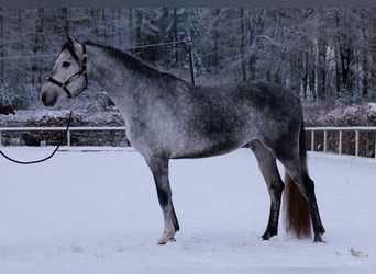 Andalou, Jument, 4 Ans, 155 cm, Gris pommelé