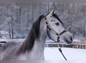 Andalou, Jument, 4 Ans, 155 cm, Gris pommelé