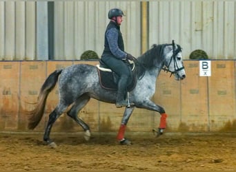 Andalou, Jument, 4 Ans, 155 cm, Gris pommelé