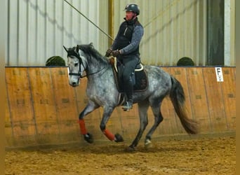 Andalou, Jument, 4 Ans, 155 cm, Gris pommelé