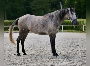 Andalou, Jument, 4 Ans, 155 cm, Rouan bleu