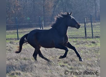 Andalou, Jument, 4 Ans, 156 cm, Bai brun foncé
