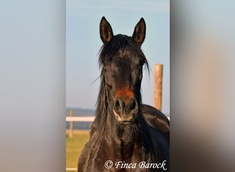 Andalou, Jument, 4 Ans, 156 cm, Bai brun foncé