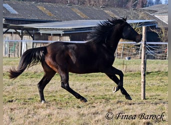 Andalou, Jument, 4 Ans, 156 cm, Bai brun foncé