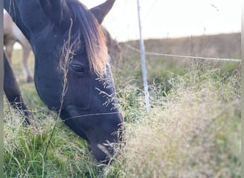 Andalou, Jument, 4 Ans, 157 cm, Bai brun foncé