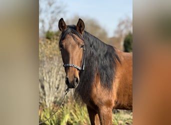 Andalou, Jument, 4 Ans, 157 cm, Bai