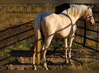 Andalou, Jument, 4 Ans, 157 cm, Cremello