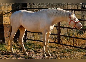 Andalou, Jument, 4 Ans, 157 cm, Cremello