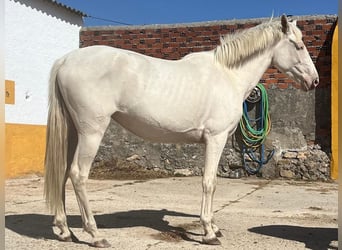 Andalou, Jument, 4 Ans, 157 cm, Cremello
