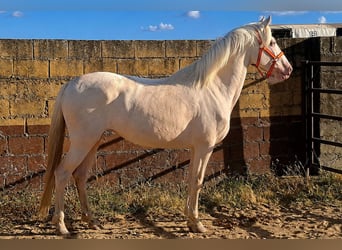 Andalou, Jument, 4 Ans, 157 cm, Cremello