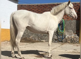 Andalou, Jument, 4 Ans, 157 cm, Cremello