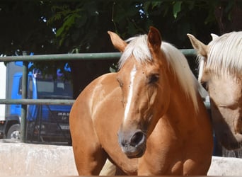 Andalou, Jument, 4 Ans, 157 cm, Palomino