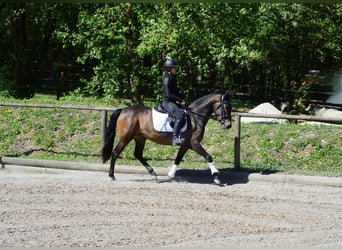 Andalou, Jument, 4 Ans, 158 cm, Bai brun