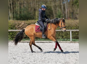 Andalou, Jument, 4 Ans, 158 cm, Isabelle