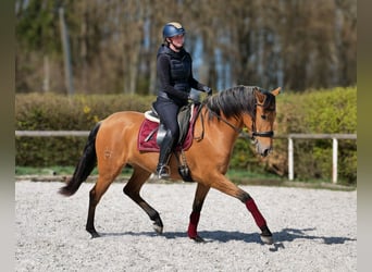 Andalou, Jument, 4 Ans, 158 cm, Isabelle