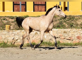 Andalou, Jument, 4 Ans, 158 cm, Isabelle