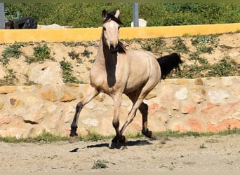 Andalou, Jument, 4 Ans, 158 cm, Isabelle