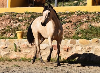 Andalou, Jument, 4 Ans, 158 cm, Isabelle