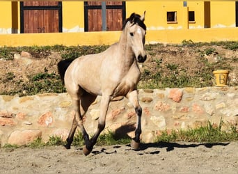 Andalou, Jument, 4 Ans, 158 cm, Isabelle