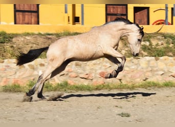 Andalou, Jument, 4 Ans, 158 cm, Isabelle