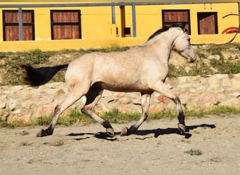 Andalou, Jument, 4 Ans, 158 cm, Isabelle