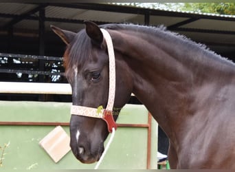 Andalou, Jument, 4 Ans, 158 cm, Noir