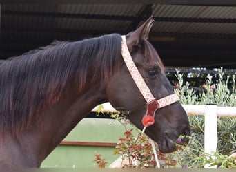 Andalou, Jument, 4 Ans, 158 cm, Noir