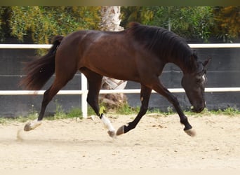 Andalou, Jument, 4 Ans, 158 cm, Noir