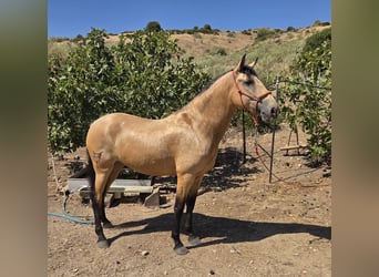 Andalou, Jument, 4 Ans, 160 cm, Buckskin