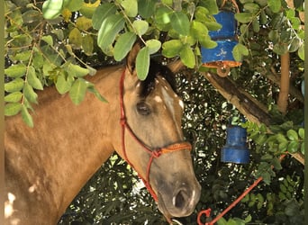 Andalou, Jument, 4 Ans, 160 cm, Buckskin