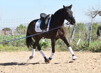 Andalou, Jument, 4 Ans, 160 cm, Noir