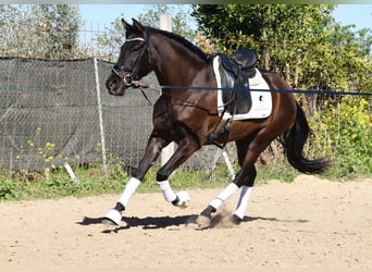 Andalou, Jument, 4 Ans, 160 cm, Noir