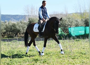 Andalou, Jument, 4 Ans, 160 cm, Noir